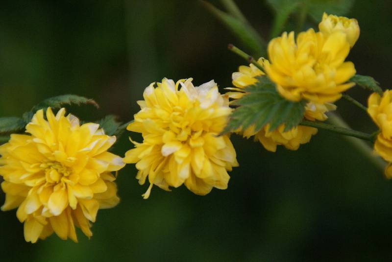 Unser Orchideenpark Bild Nr.021